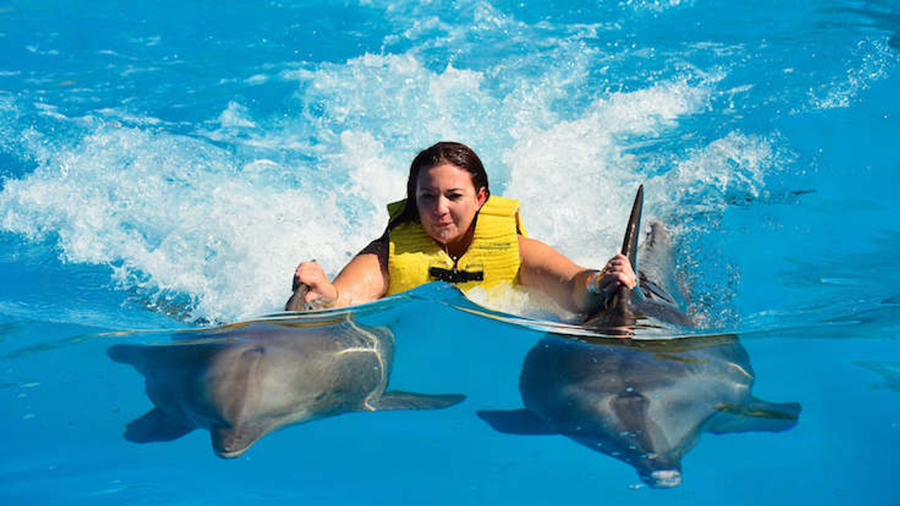 Yunuslarla Yüzme Sealanya Dolphinpark