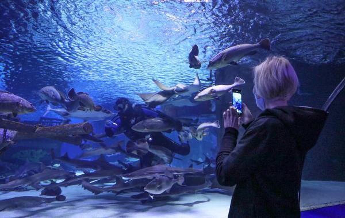 Alanya Akvaryum Turu